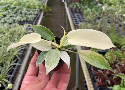 Philodendron 'Florida Ghost'