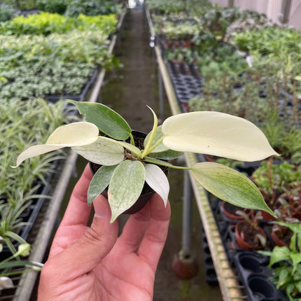 Philodendron 'Florida Ghost'