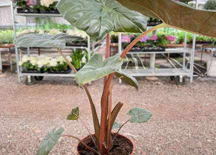 Alocasia Regal Shield - 8" Pot
