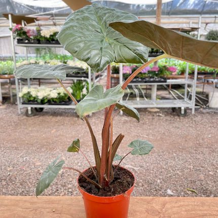 Alocasia Regal Shield - 8" Pot