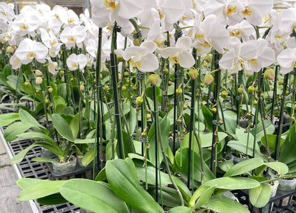 Orchid 'White Phalaenopsis'