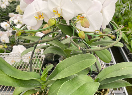 Orchid 'White Phalaenopsis'