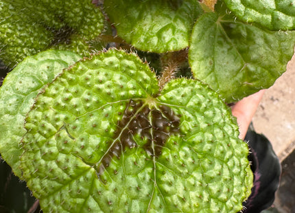 Begonia 'Iron Cross'