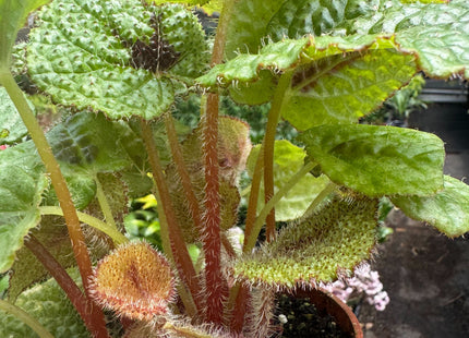 Begonia 'Iron Cross'