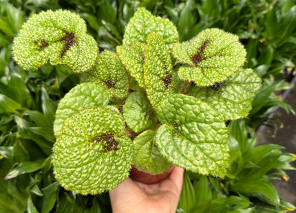 Begonia 'Iron Cross'