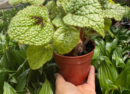 Begonia 'Iron Cross'