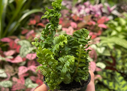 Fern 'Emina'