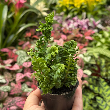 Fern 'Emina'