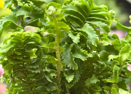 Fern 'Emina'