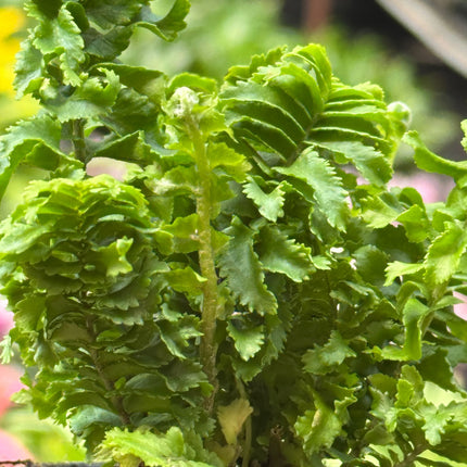 Fern 'Emina'