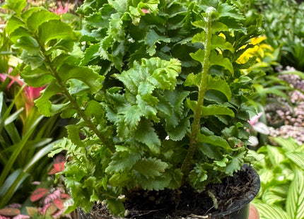 Fern 'Emina'