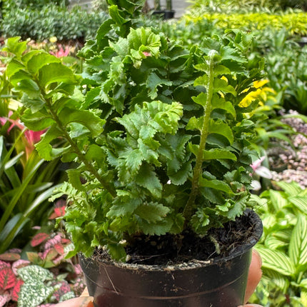 Fern 'Emina'