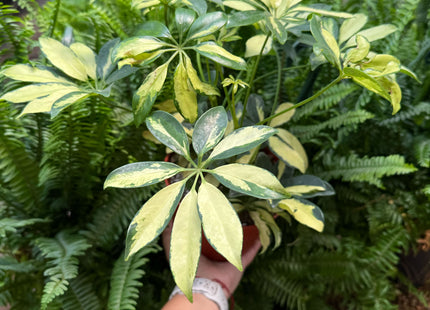Schefflera Trinette