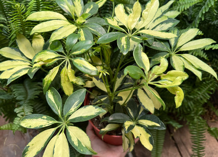 Schefflera Trinette