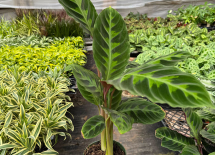 Calathea 'Warscewiczii' - 6" Pot
