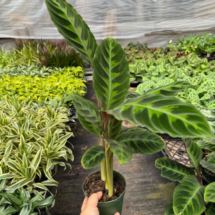 Calathea 'Warscewiczii' - 6" Pot