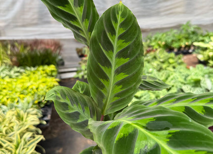 Calathea 'Warscewiczii' - 6" Pot