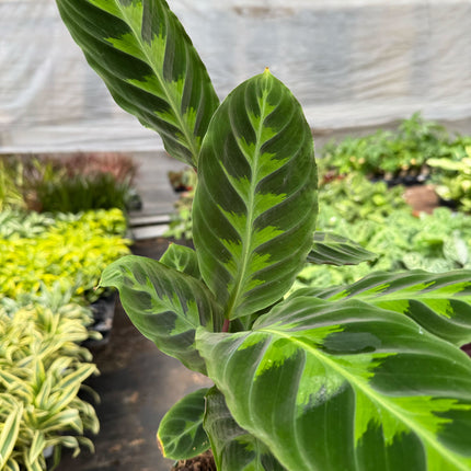 Calathea 'Warscewiczii' - 6" Pot
