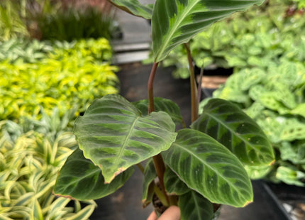 Calathea 'Warscewiczii' - 6" Pot