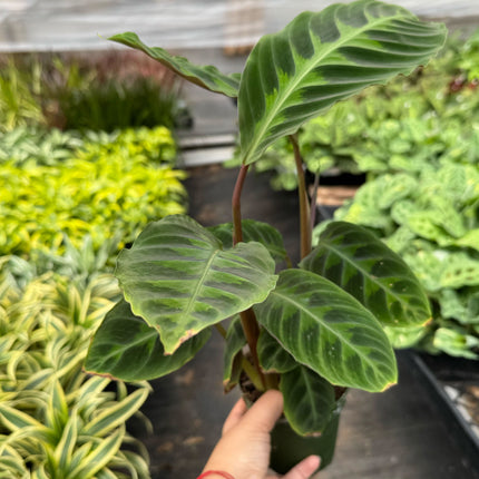 Calathea 'Warscewiczii' - 6" Pot