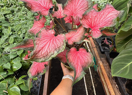 Caladium Red Flash