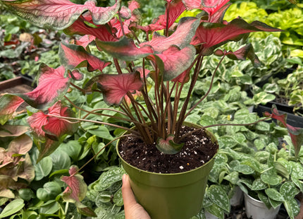 Caladium Red Flash
