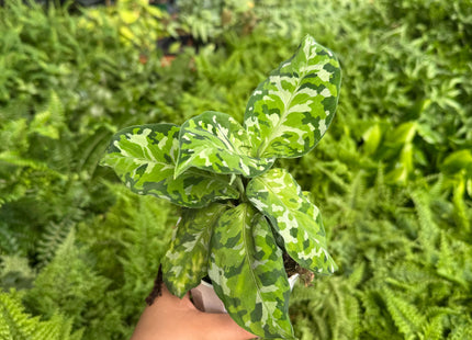 Chinese Evergreen Pictum Tricolor