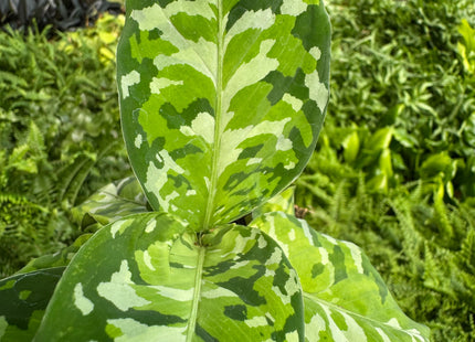 Chinese Evergreen Pictum Tricolor
