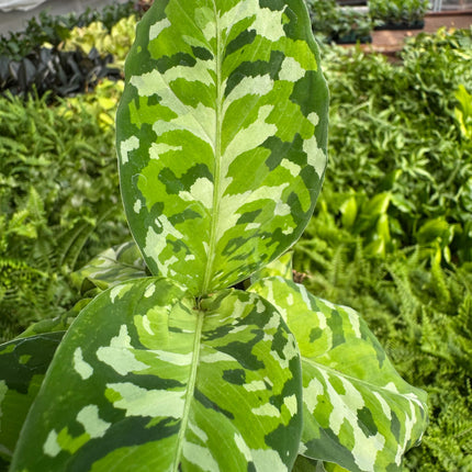 Chinese Evergreen Pictum Tricolor