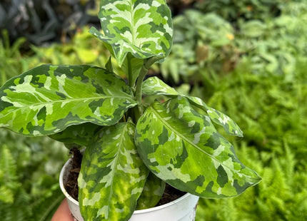 Chinese Evergreen Pictum Tricolor