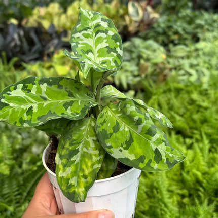 Chinese Evergreen Pictum Tricolor