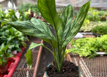 Chinese Evergreen 'Maria'