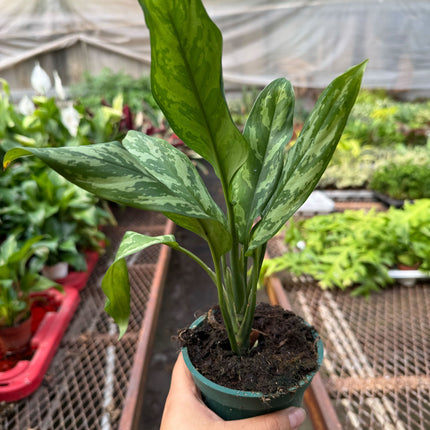 Chinese Evergreen 'Maria'
