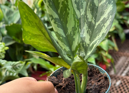 Chinese Evergreen 'Maria'