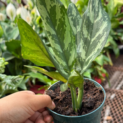 Chinese Evergreen 'Maria'