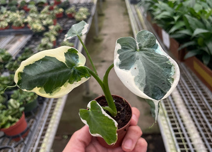 Alocasia 'Mickey Mouse' (Xanthosoma sagittifolium 'Variegatum Monstrosum')