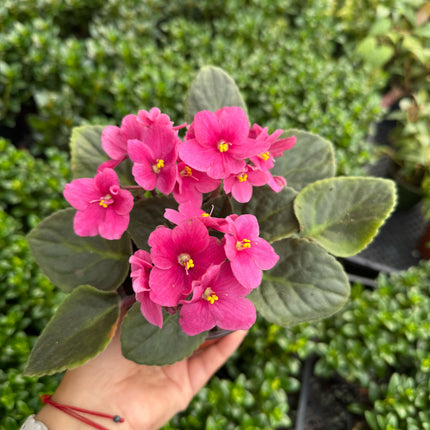 African Violet