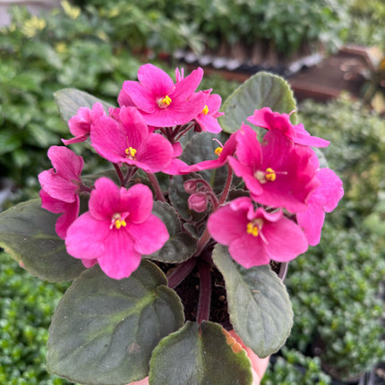 African Violet