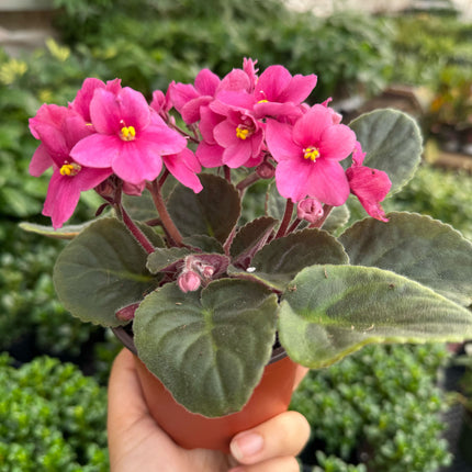African Violet