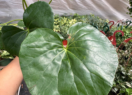Farfugium japonicum