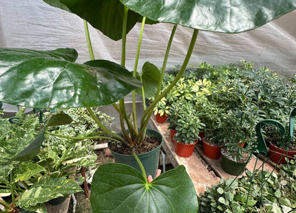 Farfugium japonicum