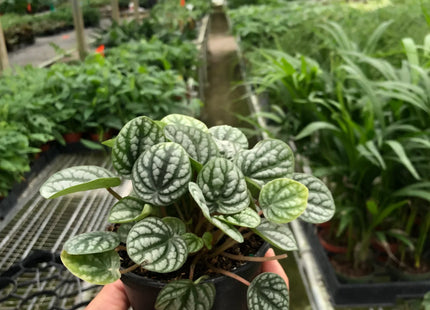 Peperomia 'Burbella'