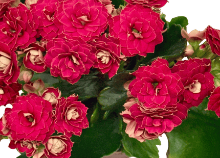 Kalanchoe 'Blossfeldiana'