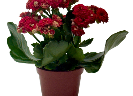 Kalanchoe 'Blossfeldiana'
