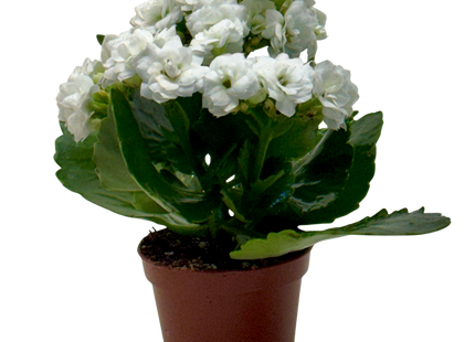 Kalanchoe 'Blossfeldiana'