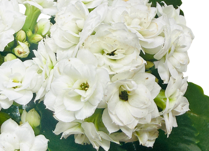 Kalanchoe 'Blossfeldiana'