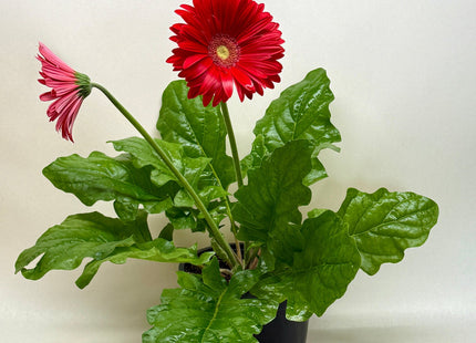 Gerbera Sweet Love Red