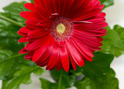 Gerbera Sweet Love Red