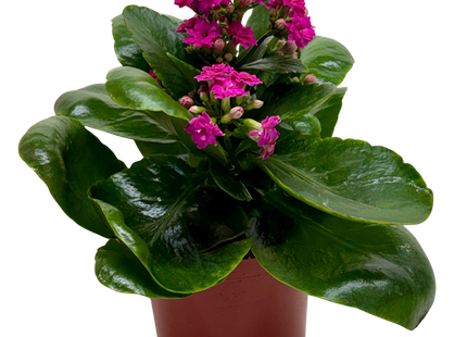 Kalanchoe 'Blossfeldiana'