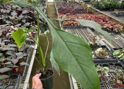 Philodendron 'Joepii'